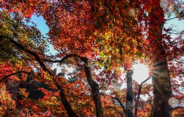 Sonbahar sahne Kyoto, Japonya 