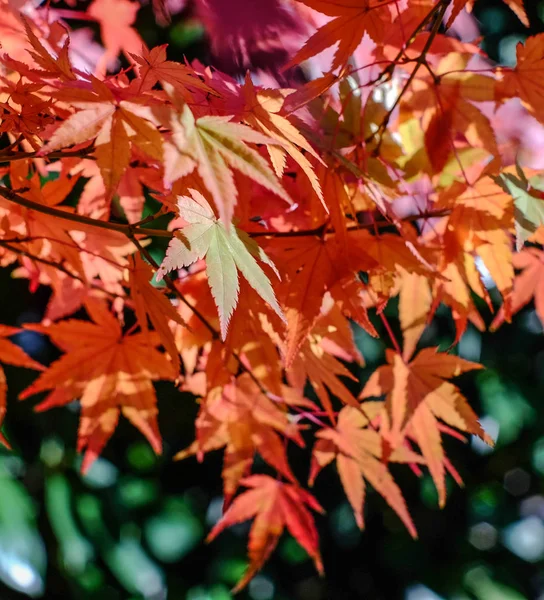 Paisajes otoñales en Kyoto, Japón — Foto de Stock