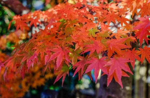 Jesienne dekoracje w Kioto, Japonia — Zdjęcie stockowe