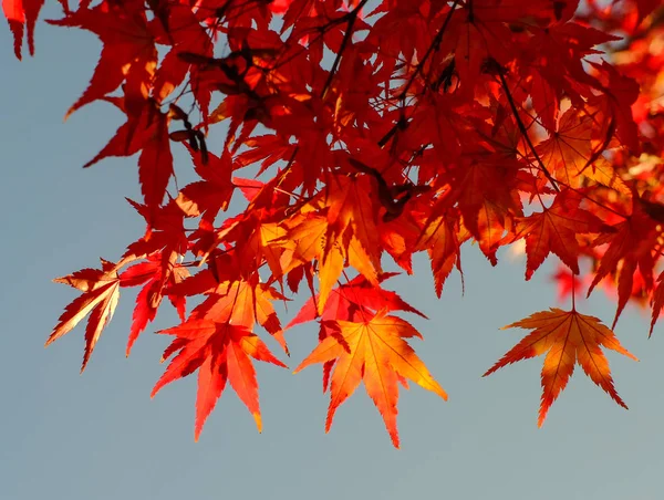 Paisajes otoñales en Kyoto, Japón — Foto de Stock