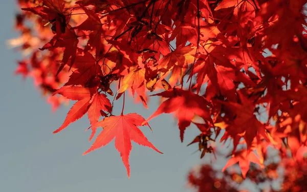 Paisajes otoñales en Kyoto, Japón — Foto de Stock