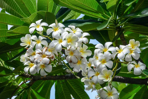 Λευκό και κίτρινο plumeria λουλούδια — Φωτογραφία Αρχείου