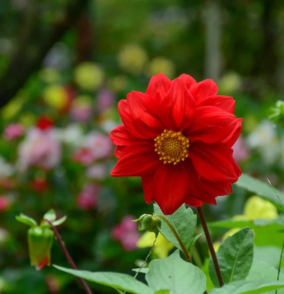 春に咲くダリアの花 — ストック写真