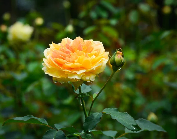 Όμορφο ροδαλό λουλούδι στον κήπο — Φωτογραφία Αρχείου