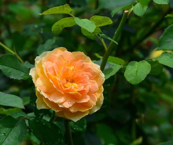 Hermosa flor de rosa en el jardín — Foto de Stock