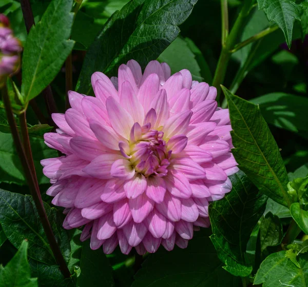 Fleur de dahlia fleurissant au printemps — Photo