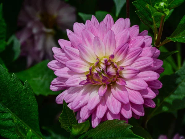 Dahlienblüte im Frühling — Stockfoto