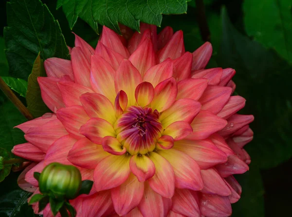 Fleur de dahlia fleurissant au printemps — Photo