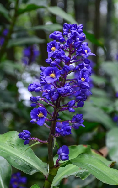 Paarse bloemen bloeien op botanische tuin — Stockfoto