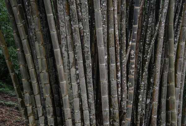 Bambu árvores na floresta — Fotografia de Stock