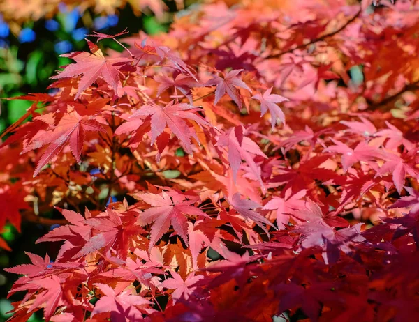 Autumn scenery in Kyoto, Japan Royalty Free Stock Photos