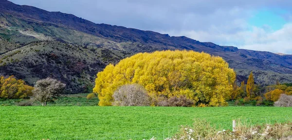 Autumn scenery of New Zealand — Stock Photo, Image