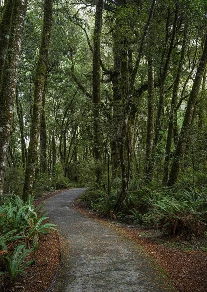 Green forest in South Island, New Zealand — Stock Photo, Image