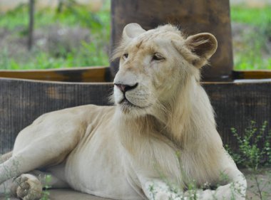 Beyaz Transvaal aslan (Panthera leo krugeri) 