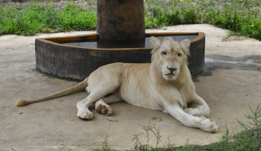 Beyaz Transvaal aslan (Panthera leo krugeri) 