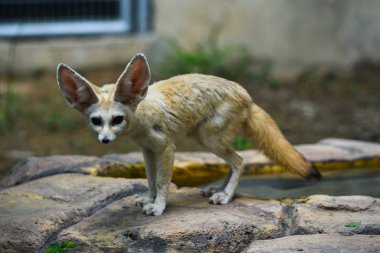 Hayvanat bahçesinde Fennec tilkisi (Vulpes zerda)
