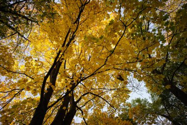 Güneşli bir günde sonbahar manzarası 