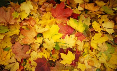 Güneşli bir günde sonbahar manzarası 