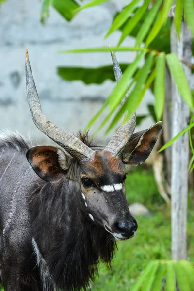 Portrét společného elandu (Taurotragus přímorožce) — Stock fotografie