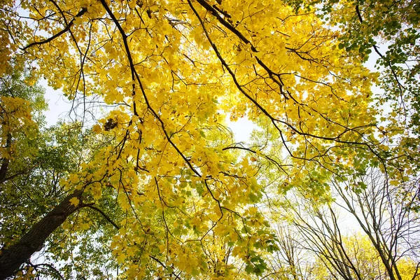 阳光明媚的秋天风景 — 图库照片