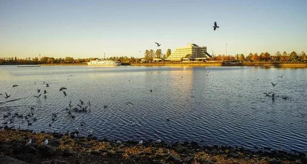 Lake scenery with many birds at sunset — Stock Photo, Image