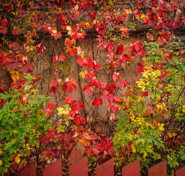 Cenário de outono no dia ensolarado — Fotografia de Stock