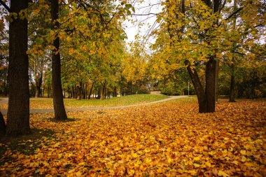 Güneşli bir günde sonbahar manzarası 