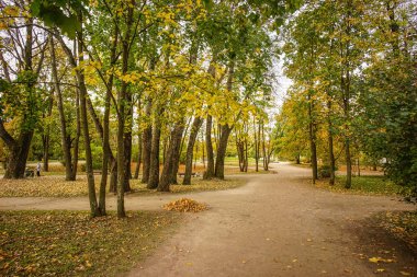 Güneşli bir günde sonbahar manzarası 