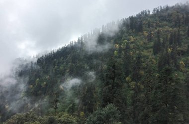 Sisli günde çam ağacı ormanı