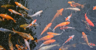 Gölet koi balığı