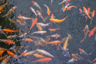 Gölet koi balığı