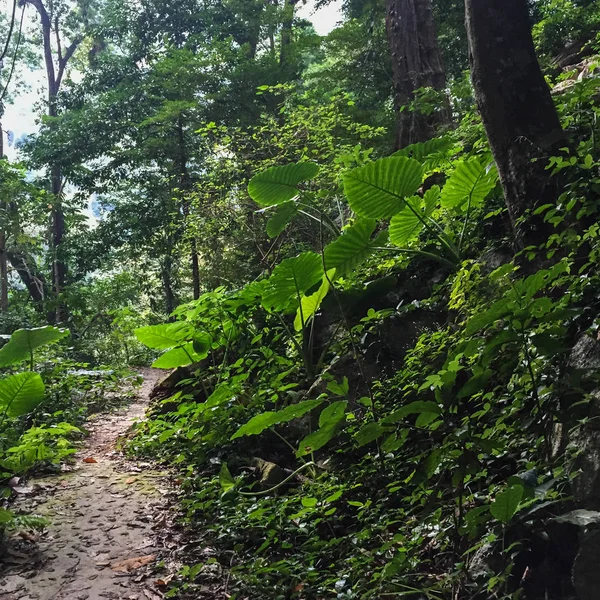 Deep Forest in Noord-Vietnam — Stockfoto