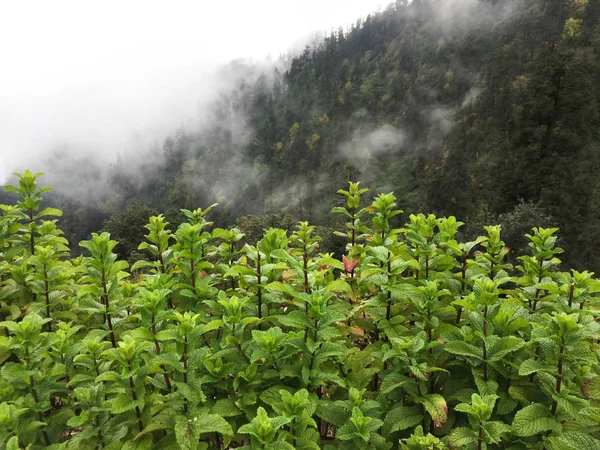 ミント植物は野菜園で育つ — ストック写真