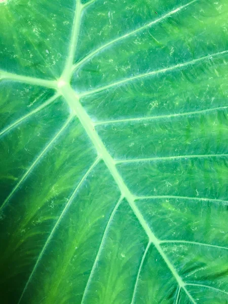 Textura de hoja tropical de primer plano — Foto de Stock