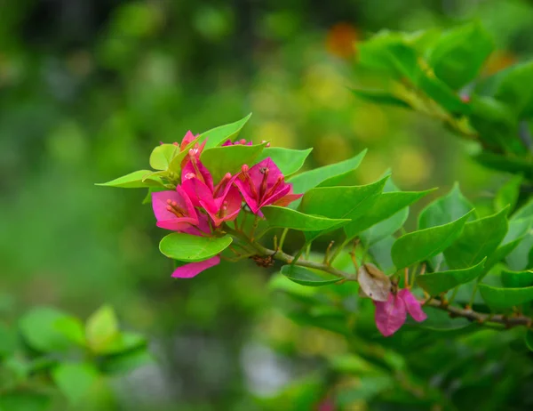 Bougainvillia blommor på Sunny Day — Stockfoto