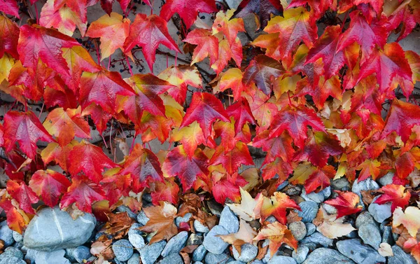 Folhas de outono na parede — Fotografia de Stock