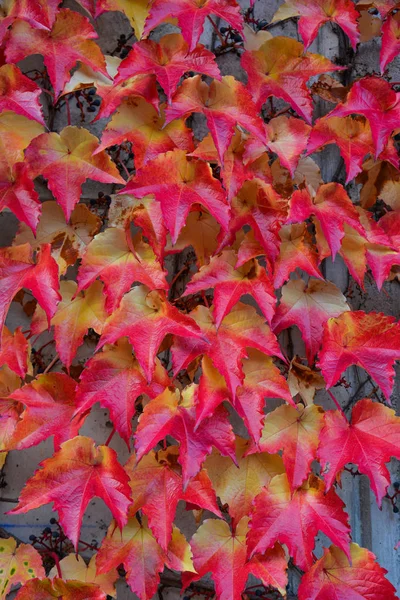 Folhas de outono na parede — Fotografia de Stock