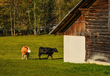 Ahşap kulübenin yanında duran inekler