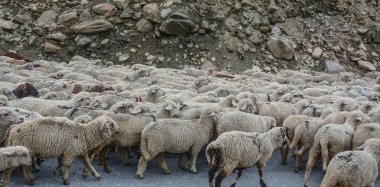 Dağda koşan koyunlar 