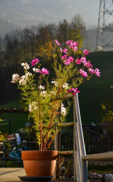 Florecimiento de flores Cosmos en maceta —  Fotos de Stock
