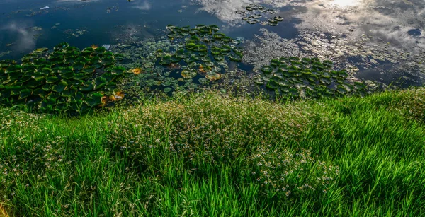 Gölde yabani çiçeklerle ot — Stok fotoğraf