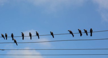 Elektrik telleri üzerinde birçok kuş 