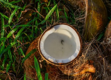 Çim üzerinde hindistan cevizi meyve parçaları 