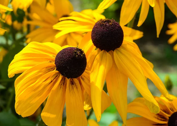 Gul tusensköna blomma blommar i trädgården — Stockfoto