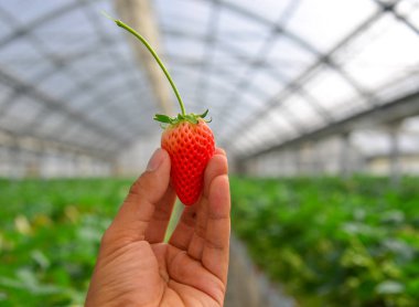 Dalda çilek meyveleri