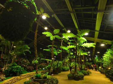 Seradaki tropik bitkiler 