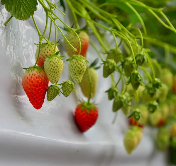 Strawberries fruits on the branch — Stock Photo, Image