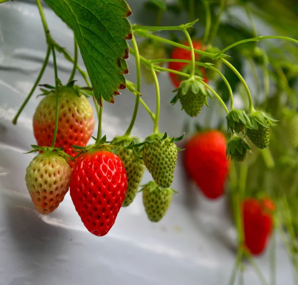 Strawberries fruits on the branch — Stock Photo, Image