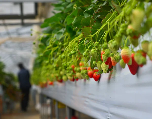 Frutos de fresa en la rama — Foto de Stock