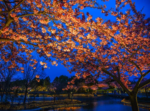 Κερασιά σε πλήρη άνθιση στο νυχτερινό πάρκο — Φωτογραφία Αρχείου